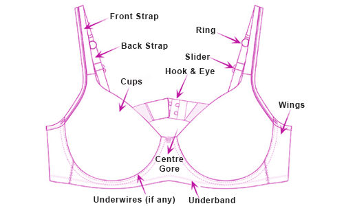 Bra anatomy to help adjusting the bra