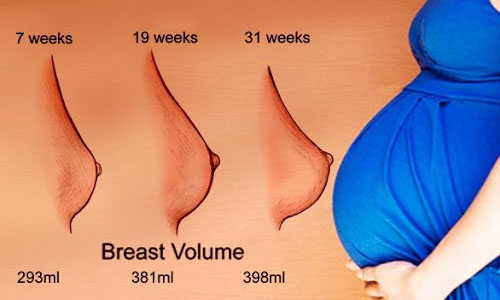 Change in Breast Size of Pregnant women