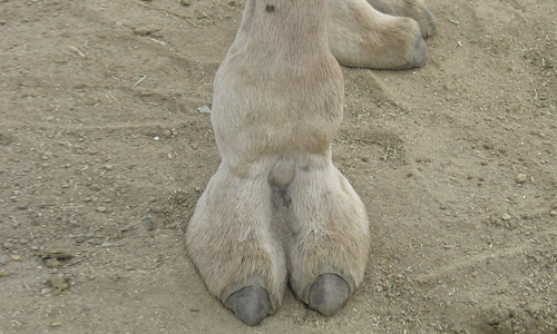 What does a camel toe look like and how to they become visible on