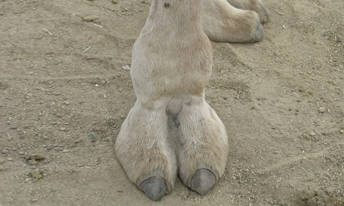 My gym shorts come with a side of camel toe. Can't help it